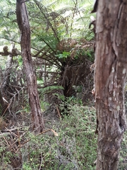 Poodytes punctatus vealeae