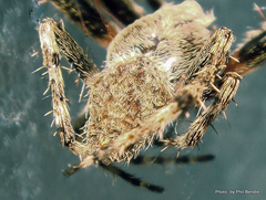 Socca pustulosa