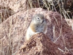 Ammospermophilus interpres