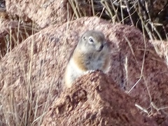 Ammospermophilus interpres