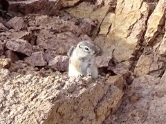 Ammospermophilus interpres