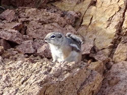 Texas Antelope Squirrel
