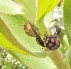Steganocerus multipunctatus