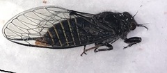 Atrapsalta furcilla