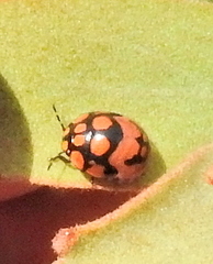 Steganocerus multipunctatus