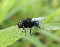 Australophyra rostrata