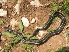 Vipera seoanei