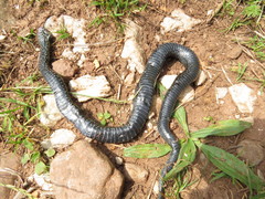 Vipera seoanei