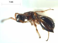 Diapriinae