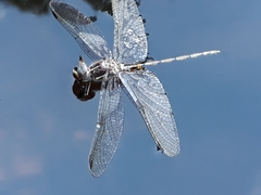 Syncordulia gracilis