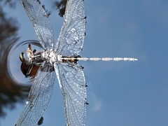 Syncordulia gracilis