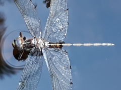 Syncordulia gracilis