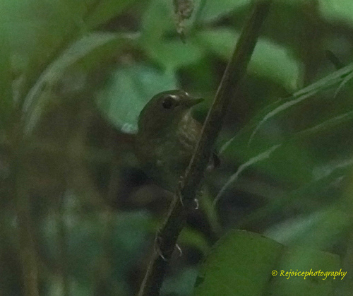 Brachypteryx leucophris