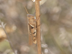 Stenocatantops angustifrons