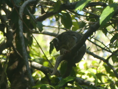 Pseudochirops archeri