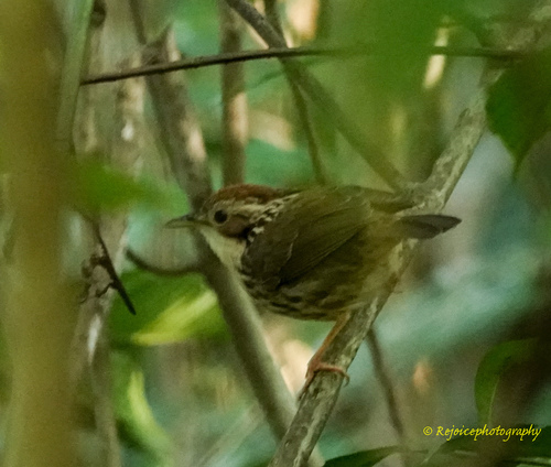 Puff-throated Babbler (Pellorneum ruficeps), photo 7