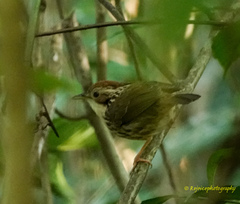 Pellorneum ruficeps