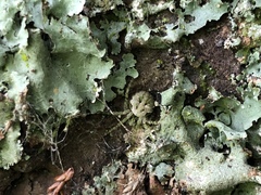 Cryptaranea atrihastula