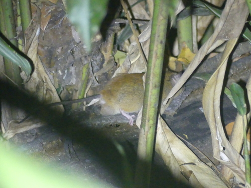Melomys cervinipes