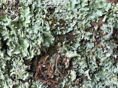 Cryptaranea atrihastula