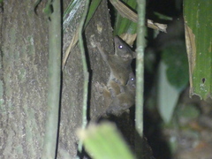 Antechinus