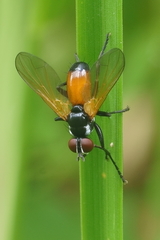 Huttonobesseria verecunda