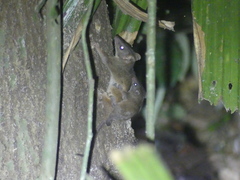 Antechinus