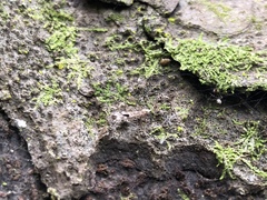 Stenolemus fraterculus