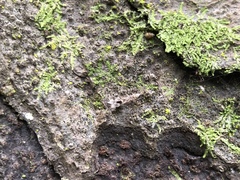 Stenolemus fraterculus