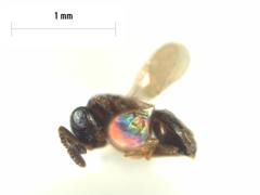 Platygastridae