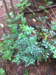 Chrysojasminum humile