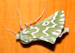 Drepanogynis bifasciata