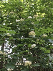 Physocarpus capitatus