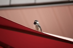 Poecile atricapillus