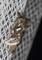 Metarbelidae