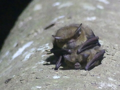 Nyctophilus