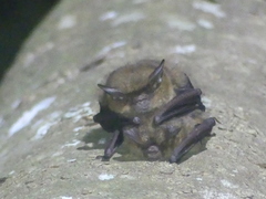 Nyctophilus