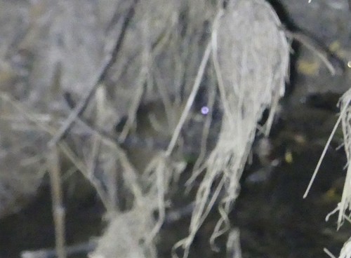 Hydromys chrysogaster