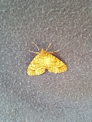 Pseudocoremia indistincta