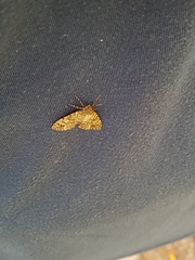 Pseudocoremia indistincta