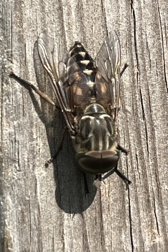 Large Marsh Horse Fly, Achter de Hoven, Gennep, Limburg, NL, photo 6 of 10