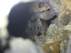 Antechinus
