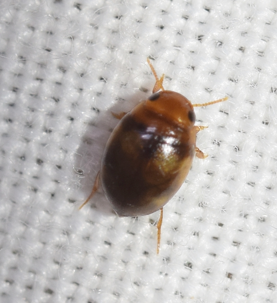 Hydrovatus clypealis