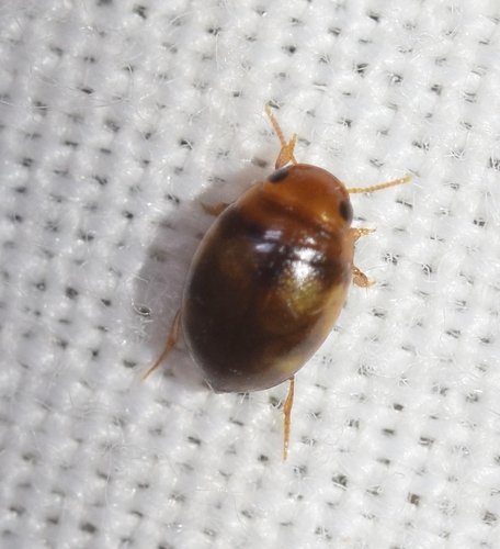 Hydrovatus clypealis