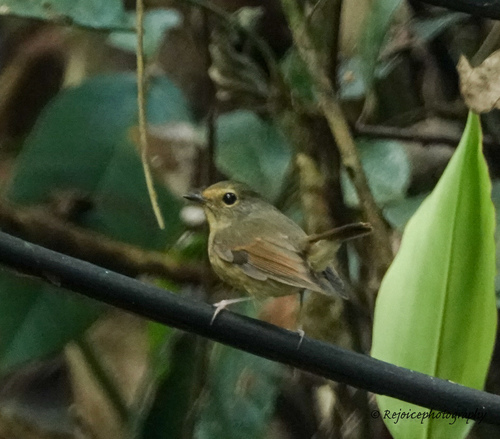Ficedula hyperythra