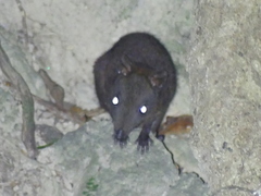 Hypsiprymnodon moschatus