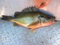 Sebastes brevispinis