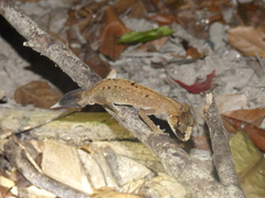 Carphodactylus laevis