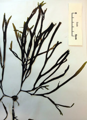 Dictyota kunthii