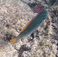 Stethojulis balteata